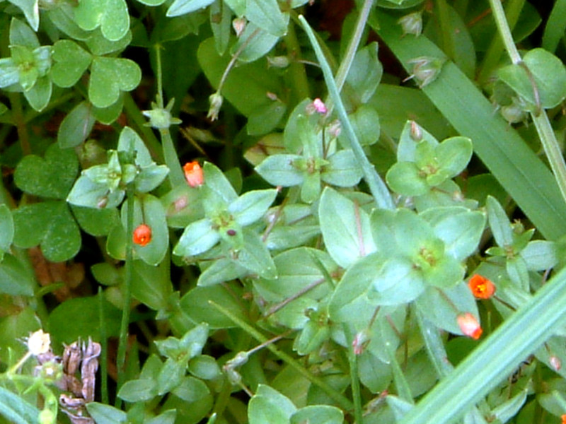 AJoinRxiwFAnagallis arvensis L.)