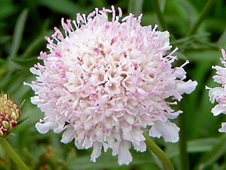 セイヨウマツムシソウ(西洋松虫草、学名:Scabiosa atropurpurea)
