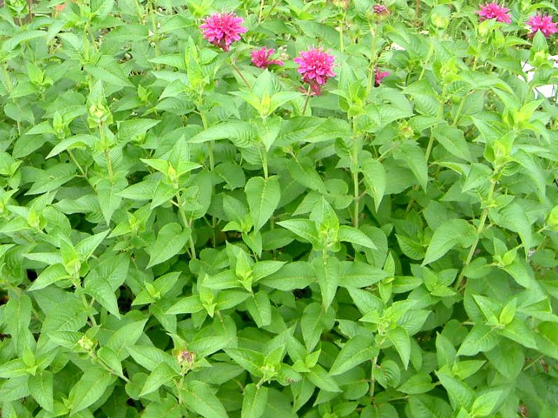ベルガモット Bergamot かぎけんweb ベルガモット Bergamot かぎけんweb