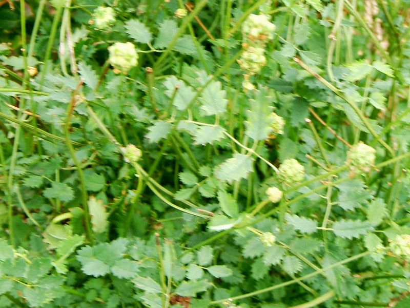 T_o[lbg(Salad Burnet)