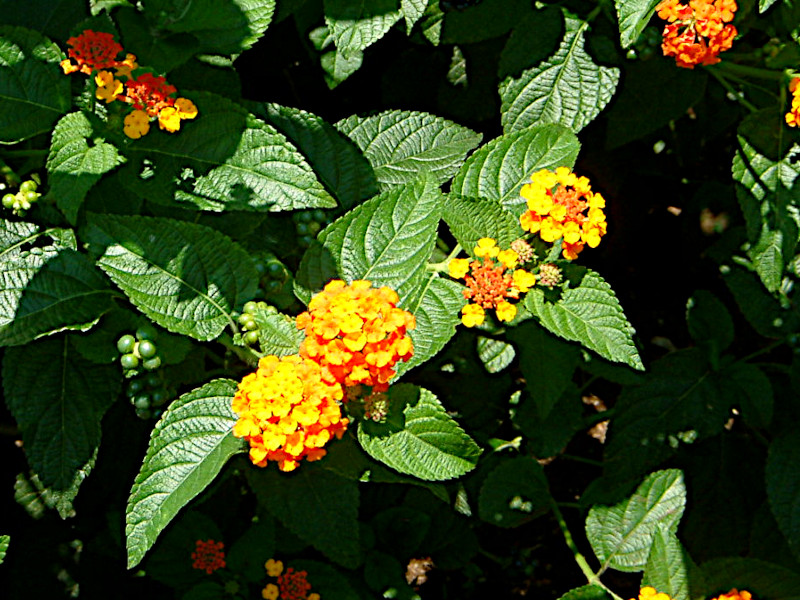 ^i(Lantana)