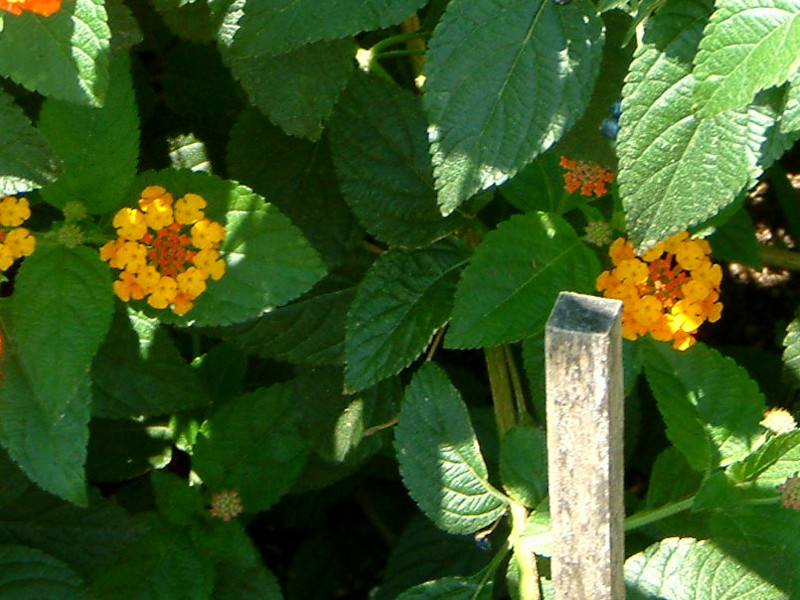 ^i(Lantana)