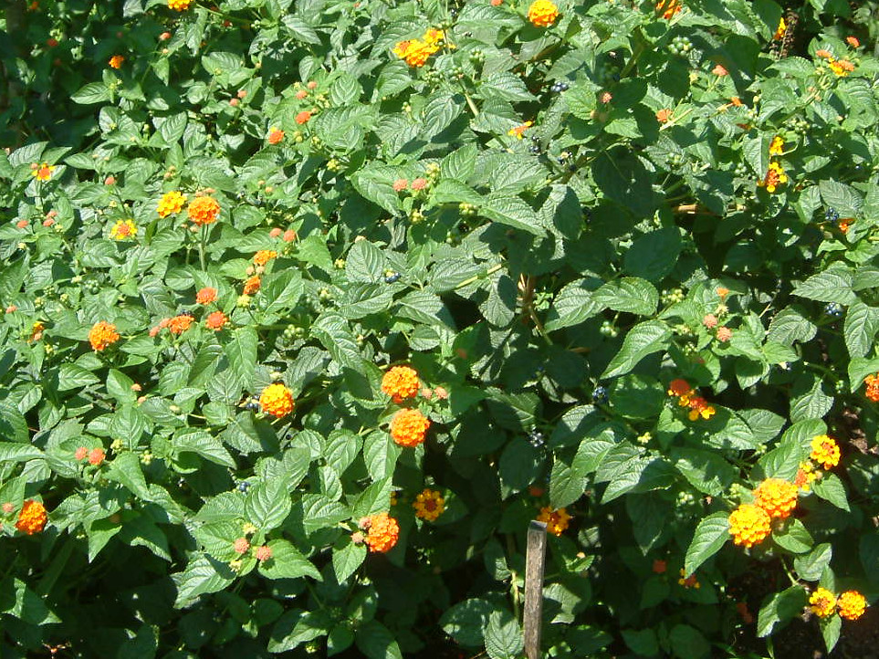 ^i(Lantana)