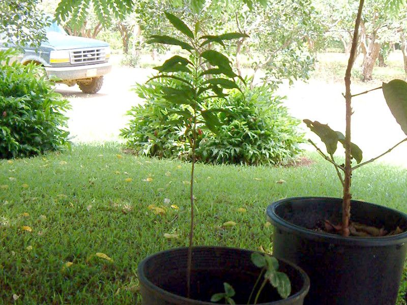 ビャクダン(白檀)【かぎけんWEB】