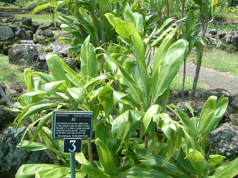 RfBlEe~iX(Cordyline Terminalis)