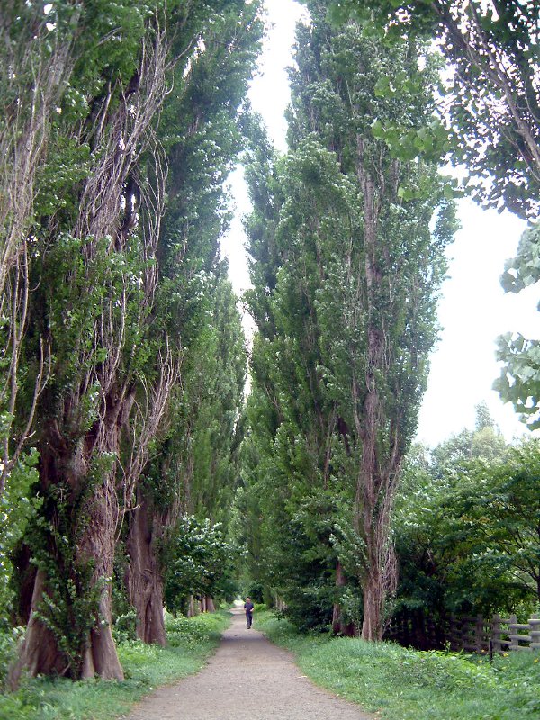 ポプラ Poplar かぎけんweb