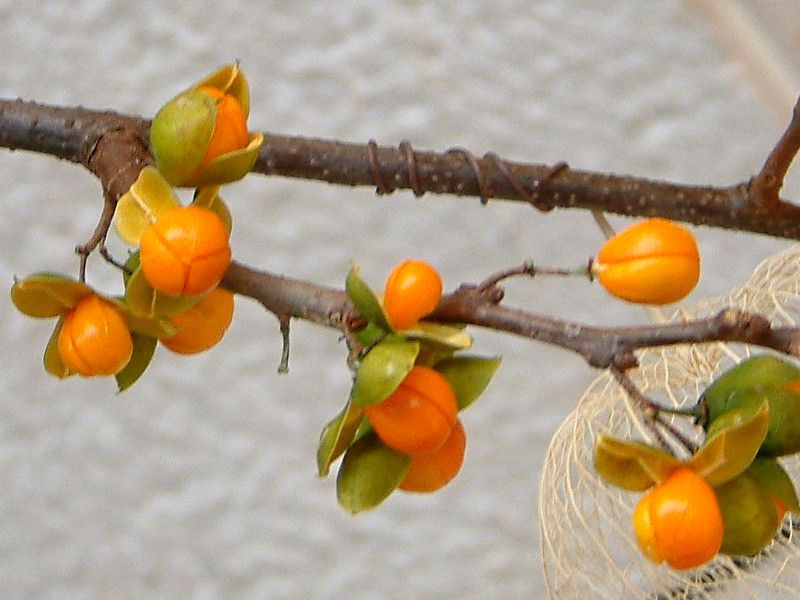 ツルウメモドキ（ニシキギ科） | 見ごろの植物