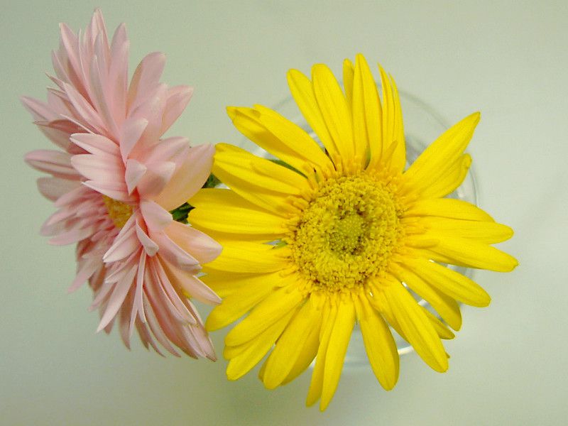K[x(Gerbera)