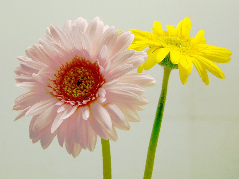 ஐガーベラஐページ！ ガーベラ | Gerbera hybrids | かぎけん花図鑑
