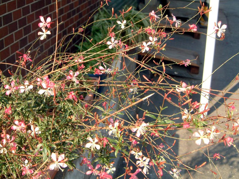 KE(Gaura)