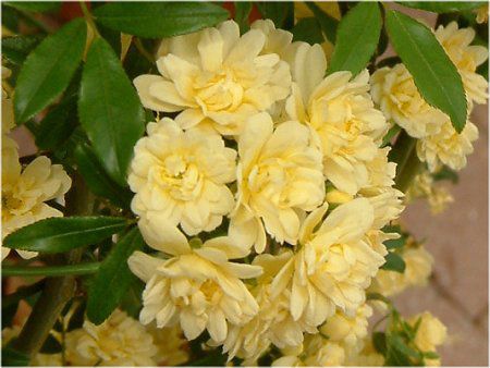モッコウバラ 木香薔薇 かぎけんweb モッコウバラ 木香薔薇 かぎけんweb