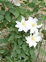 N}`X(Clematis)