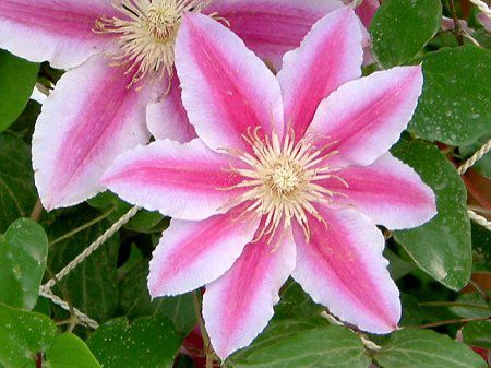 N}`X(Clematis)