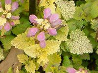 ~EE}NciLamium maculatumj