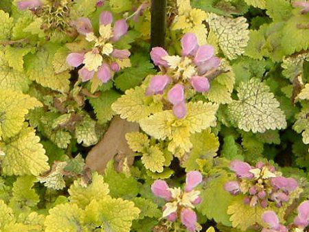 ~EE}Nc(Lamium maculatum)