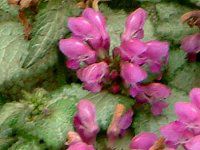 ~EE}NciLamium maculatumj