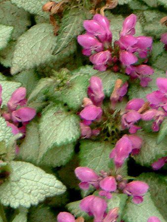 ~EE}Nc(Lamium maculatum)