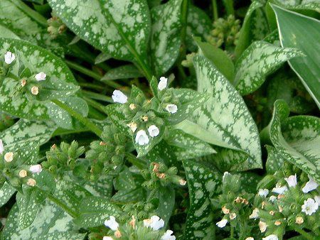 Pulmonaria 'Ocupol'