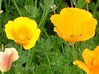 JtHjA|s[iCalifolnia popyj