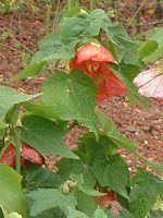 Au`(Abutilon)