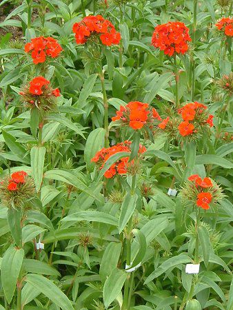 _CATXEoocX(Dianthus barbatus)