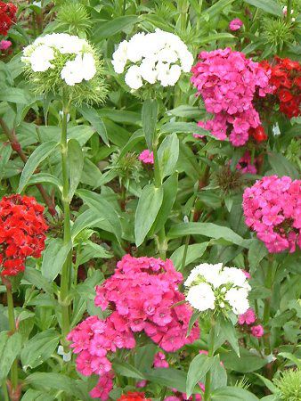 _CATXEoocX(Dianthus barbatus)