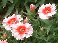 _CATXEXm[t@C[(Dianthus 'Snow fire')