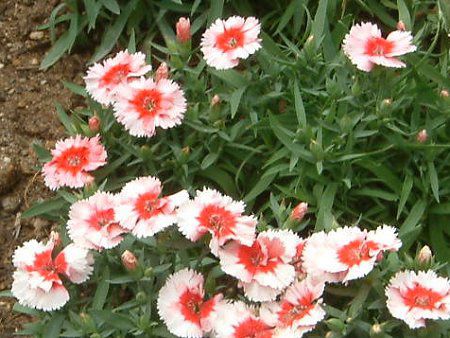 _CATXEXm[t@C[(Dianthus 'Snow fire')