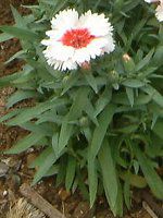 _CATXEXm[t@C[(Dianthus 'Snow fire')