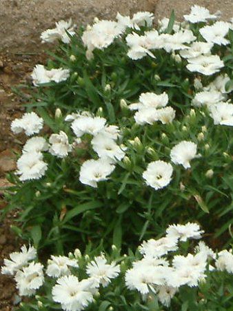 ダイアンサス(Dianthus)