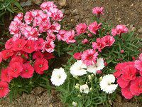 fBAcX@`lVXiZL`Nj 'J[ybg~bNX'