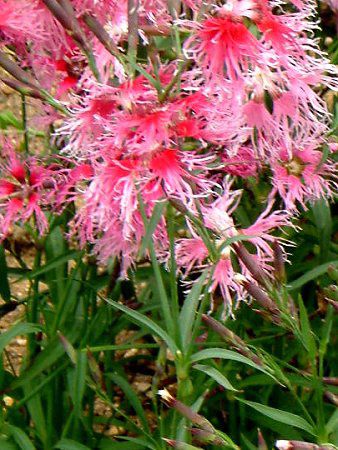 fBAcX(Dianthus)  'tHgE}WJsN'