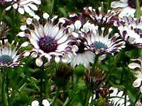 IXeIXy}(Osteospermum)