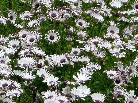 IXeIXy}(Osteospermum)