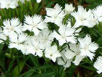 fBAcX(Dianthus) 'tHgEzCg'