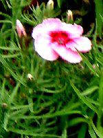 fBAcX(Dianthus) 'Ri`F[}WbN'