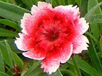 fBAcXE`lVX var. ZytXigRicj '~jp\EGbWXJ[bg'