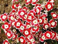 fBAcXE`lVX var. ZytXigRicj '~jp\EzCgbh'