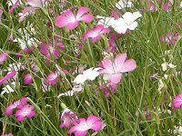 AOXe}(Agrostemma githago)