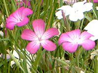 AOXe}(Agrostemma githago)