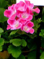 ySjE [KO[v 'T[tBEp[v'(Pelargonium Regal Group'Surfin Purple')