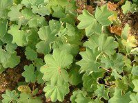 AP~XiAlchemilla molisj