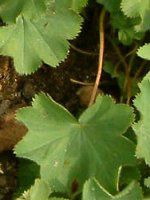 AP~X(Alchemilla molis)