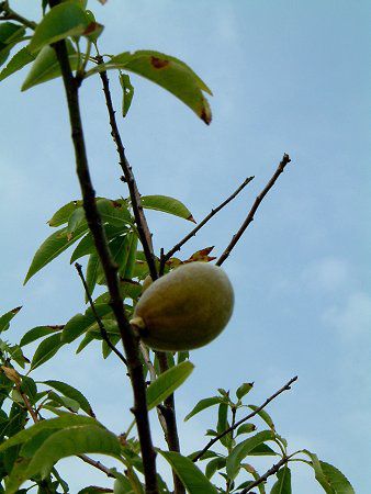 アーモンド Almond アーモンド Almond