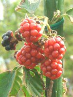 ubNx[ '\[t['(Black berry 'Thornfree'j