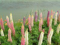siX(Lupinus)
