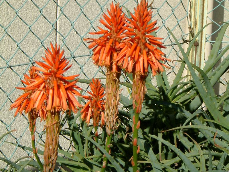 1月の花 1 05年 かぎけんweb