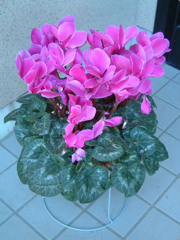 VN(Cyclamen)