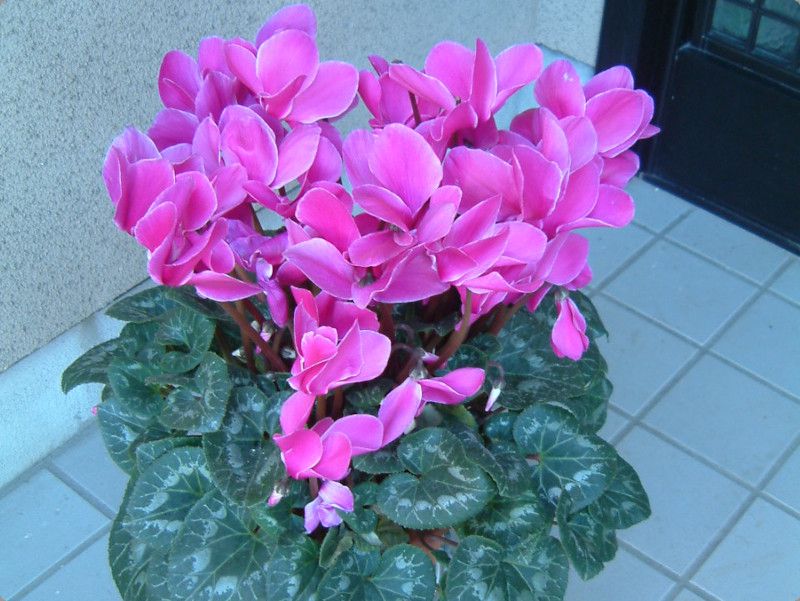 VN(Cyclamen)