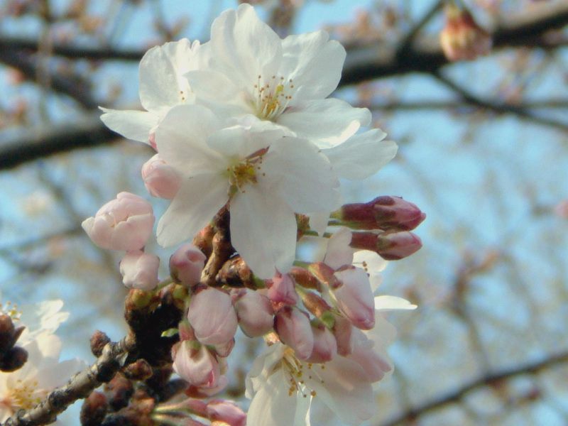 サクラ(桜)【かぎけんWEB】